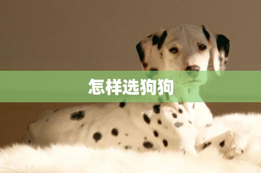 怎樣選狗狗