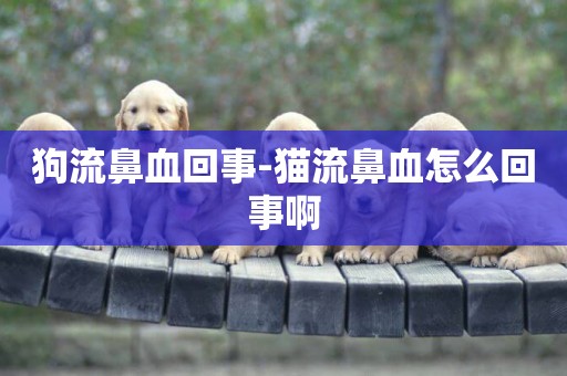 狗流鼻血回事-貓流鼻血怎么回事啊