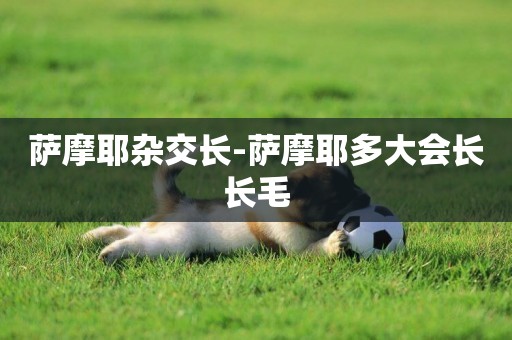 薩摩耶雜交長-薩摩耶多大會長長毛