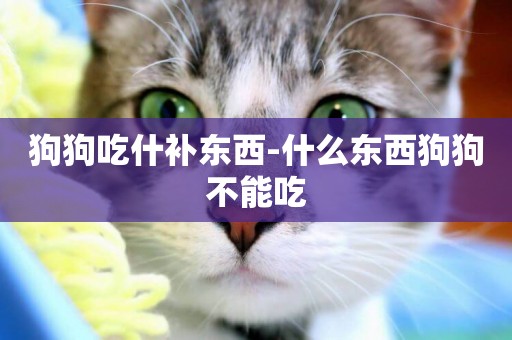 狗狗吃什補東西-什么東西狗狗不能吃