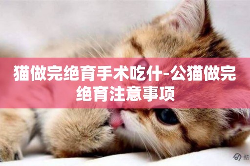 貓做完絕育手術吃什-公貓做完絕育注意事項