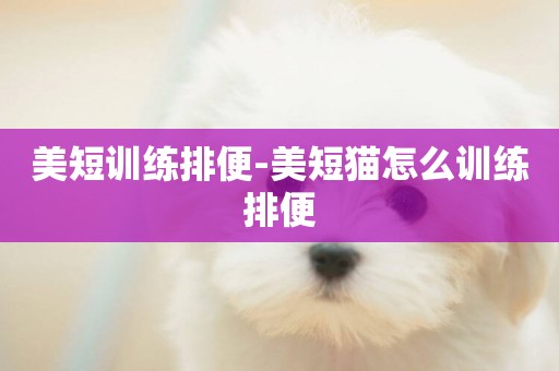 美短訓練排便-美短貓怎么訓練排便
