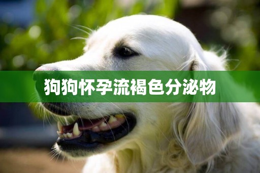 狗狗懷孕流褐色分泌物