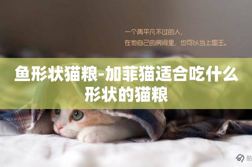魚形狀貓糧-加菲貓適合吃什么形狀的貓糧