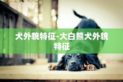 犬外貌特征-大白熊犬外貌特征