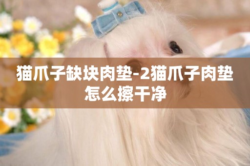 貓爪子缺塊肉墊-2貓爪子肉墊怎么擦干凈