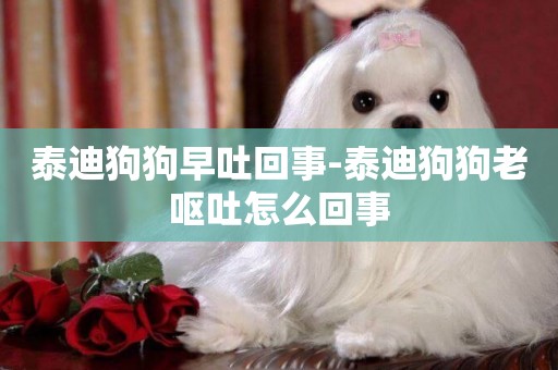 泰迪狗狗早吐回事-泰迪狗狗老嘔吐怎么回事
