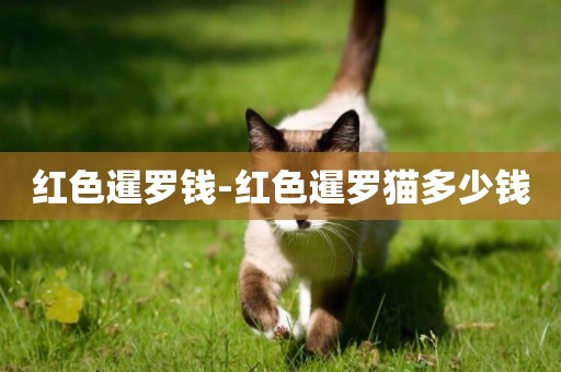 紅色暹羅錢-紅色暹羅貓多少錢