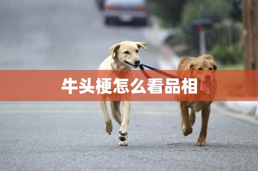 牛頭梗怎么看品相