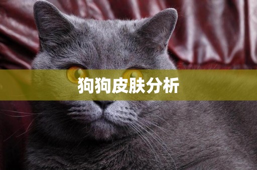 狗狗皮膚分析
