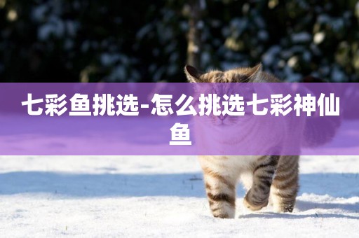 七彩魚挑選-怎么挑選七彩神仙魚