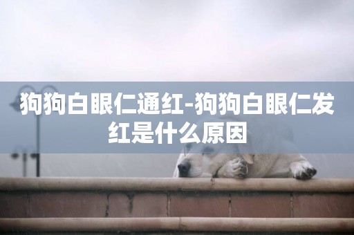 狗狗白眼仁通紅-狗狗白眼仁發紅是什么原因