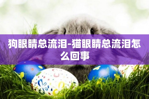 狗眼睛總流淚-貓眼睛總流淚怎么回事