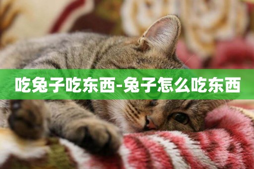 吃兔子吃東西-兔子怎么吃東西