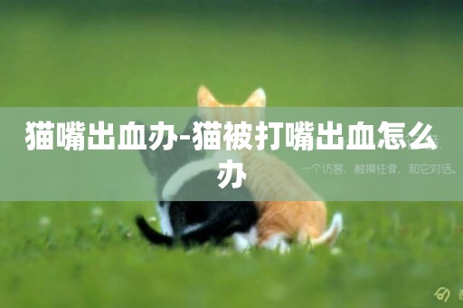 貓嘴出血辦-貓被打嘴出血怎么辦
