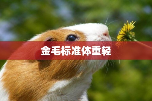 金毛標準體重輕