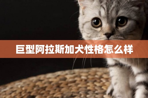 巨型阿拉斯加犬性格怎么樣