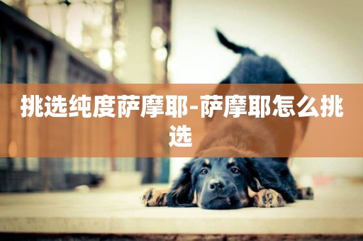 挑選純度薩摩耶-薩摩耶怎么挑選