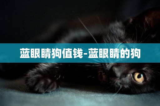 藍眼睛狗值錢-藍眼睛的狗