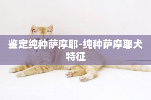 鑒定純種薩摩耶-純種薩摩耶犬特征