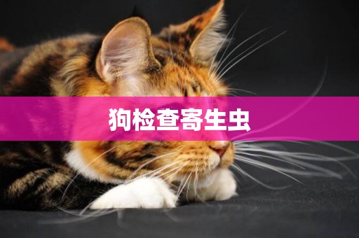 狗檢查寄生蟲