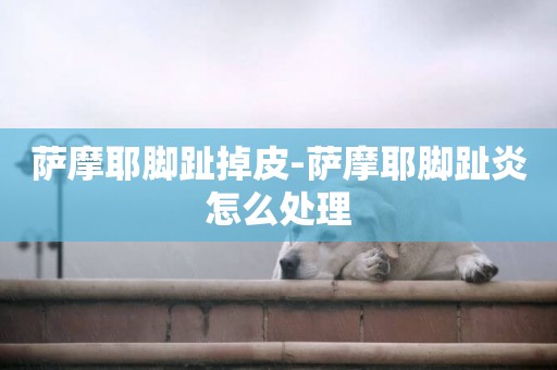 薩摩耶腳趾掉皮-薩摩耶腳趾炎怎么處理