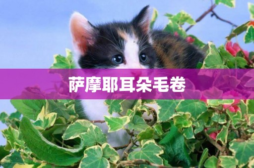 薩摩耶耳朵毛卷