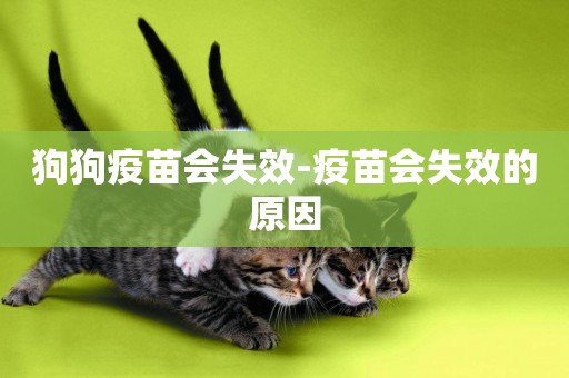 狗狗疫苗會失效-疫苗會失效的原因