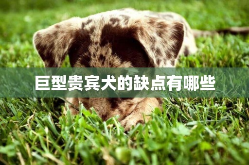 巨型貴賓犬的缺點有哪些