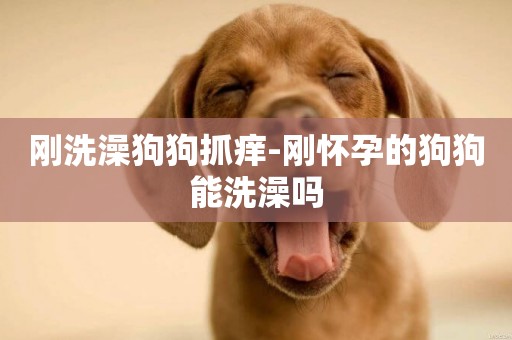 剛洗澡狗狗抓癢-剛懷孕的狗狗能洗澡嗎