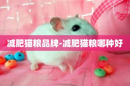 減肥貓糧品牌-減肥貓糧哪種好