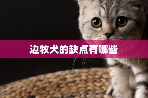 邊牧犬的缺點有哪些