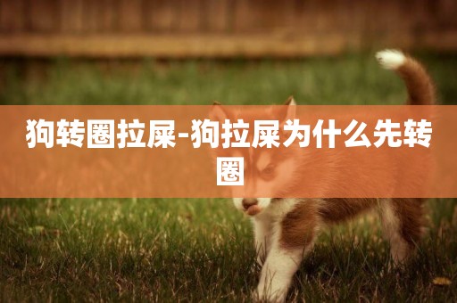 狗轉圈拉屎-狗拉屎為什么先轉圈