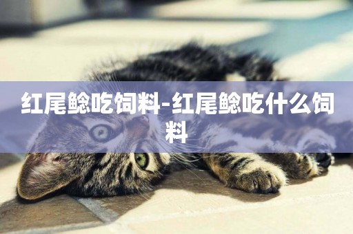紅尾鯰吃飼料-紅尾鯰吃什么飼料