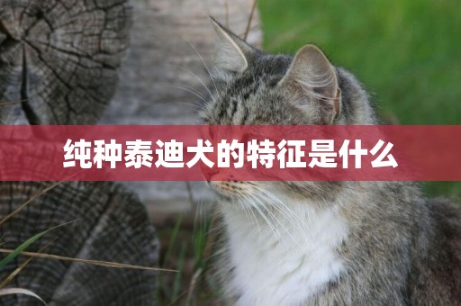 純種泰迪犬的特征是什么