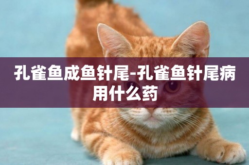孔雀魚成魚針尾-孔雀魚針尾病用什么藥