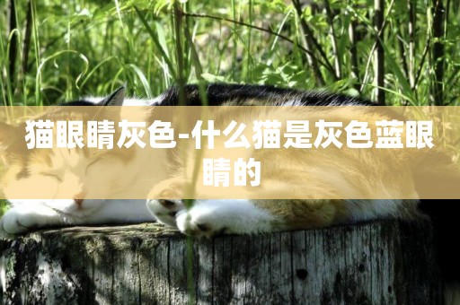 貓眼睛灰色-什么貓是灰色藍眼睛的