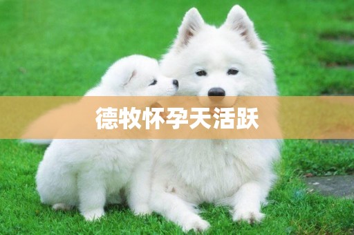 德牧懷孕天活躍