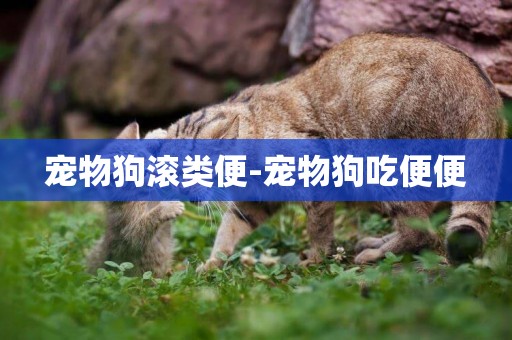 寵物狗滾類便-寵物狗吃便便