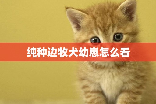 純種邊牧犬幼崽怎么看