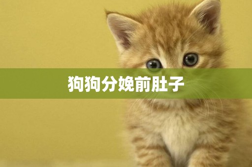 狗狗分娩前肚子