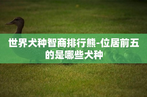 世界犬種智商排行熊-位居前五的是哪些犬種