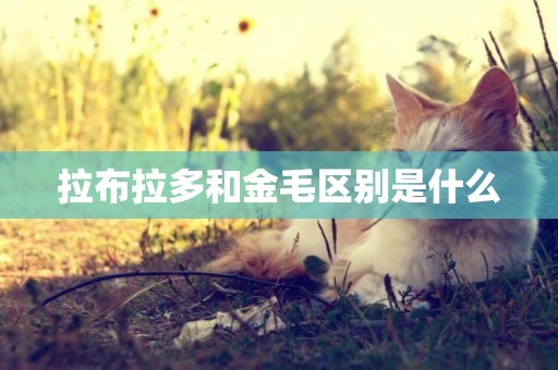 拉布拉多和金毛區別是什么