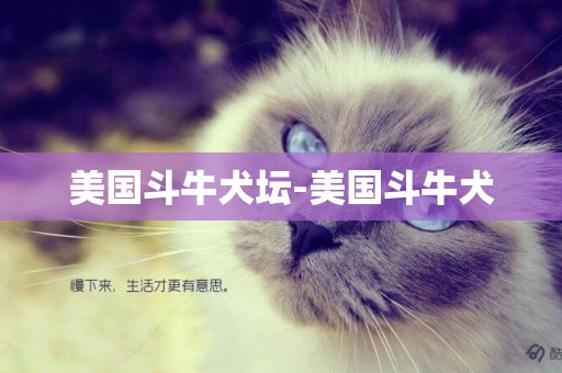 美國斗牛犬壇-美國斗牛犬