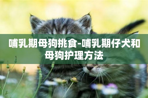 哺乳期母狗挑食-哺乳期仔犬和母狗護理方法