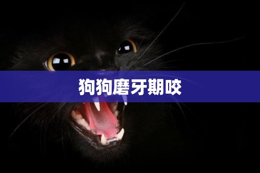 狗狗磨牙期咬