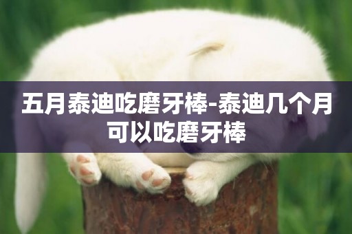 五月泰迪吃磨牙棒-泰迪幾個月可以吃磨牙棒
