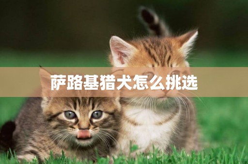 薩路基獵犬怎么挑選