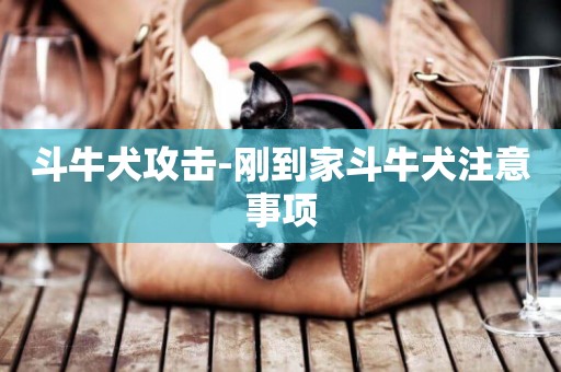 斗牛犬攻擊-剛到家斗牛犬注意事項