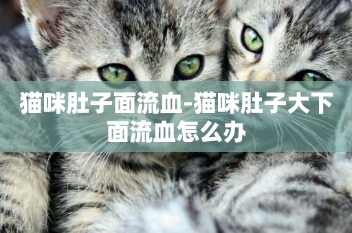 貓咪肚子面流血-貓咪肚子大下面流血怎么辦